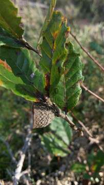 Image of Quercus lusitanica Lam.