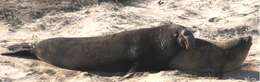 Image of Northern Elephant Seal