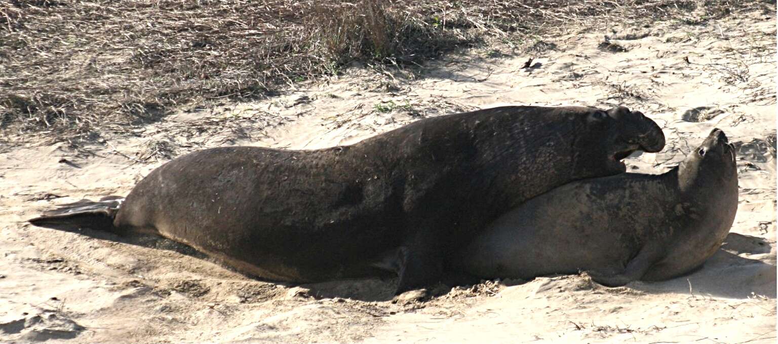 Image of Northern Elephant Seal