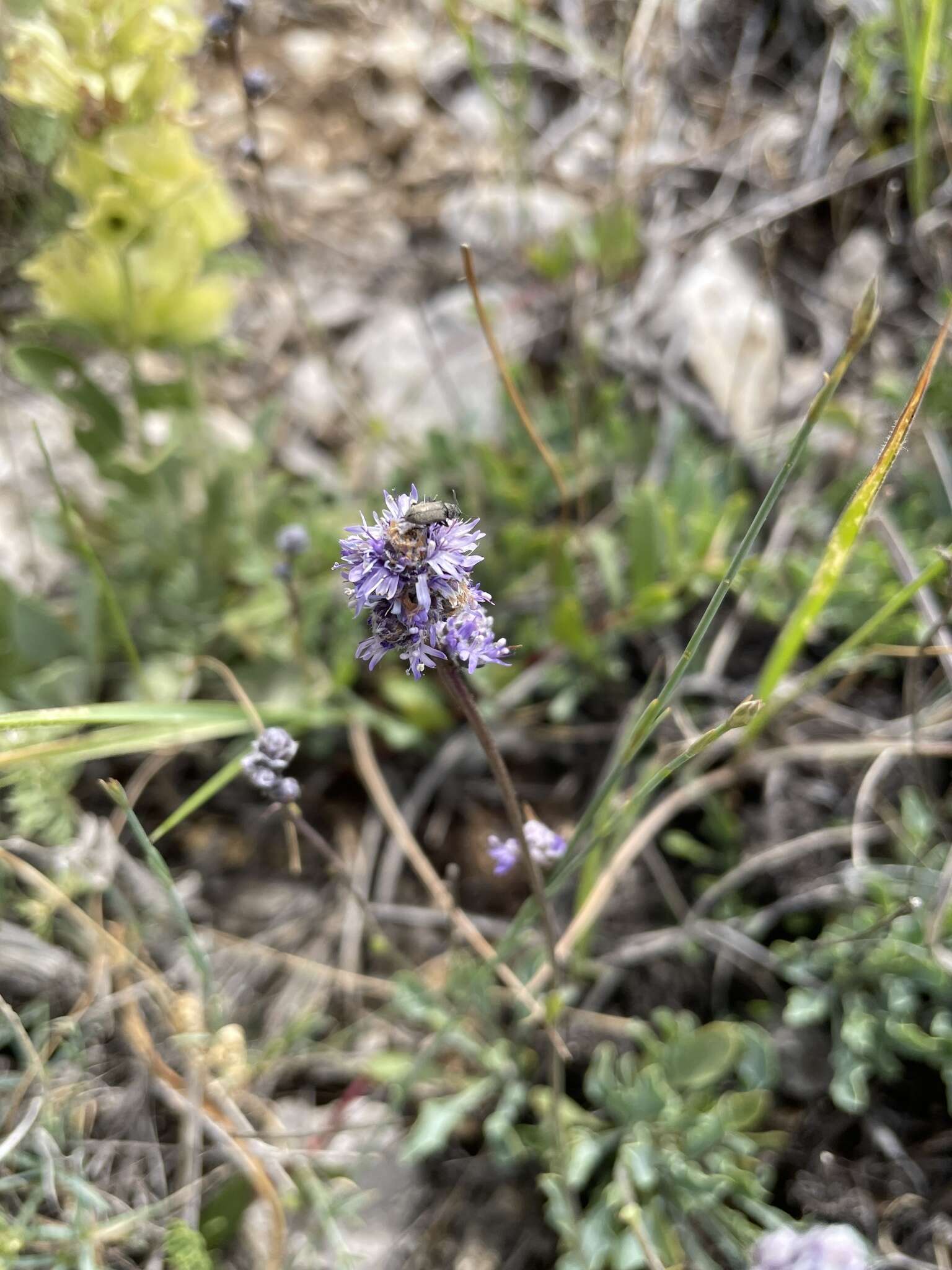 Image of Globularia orientalis L.