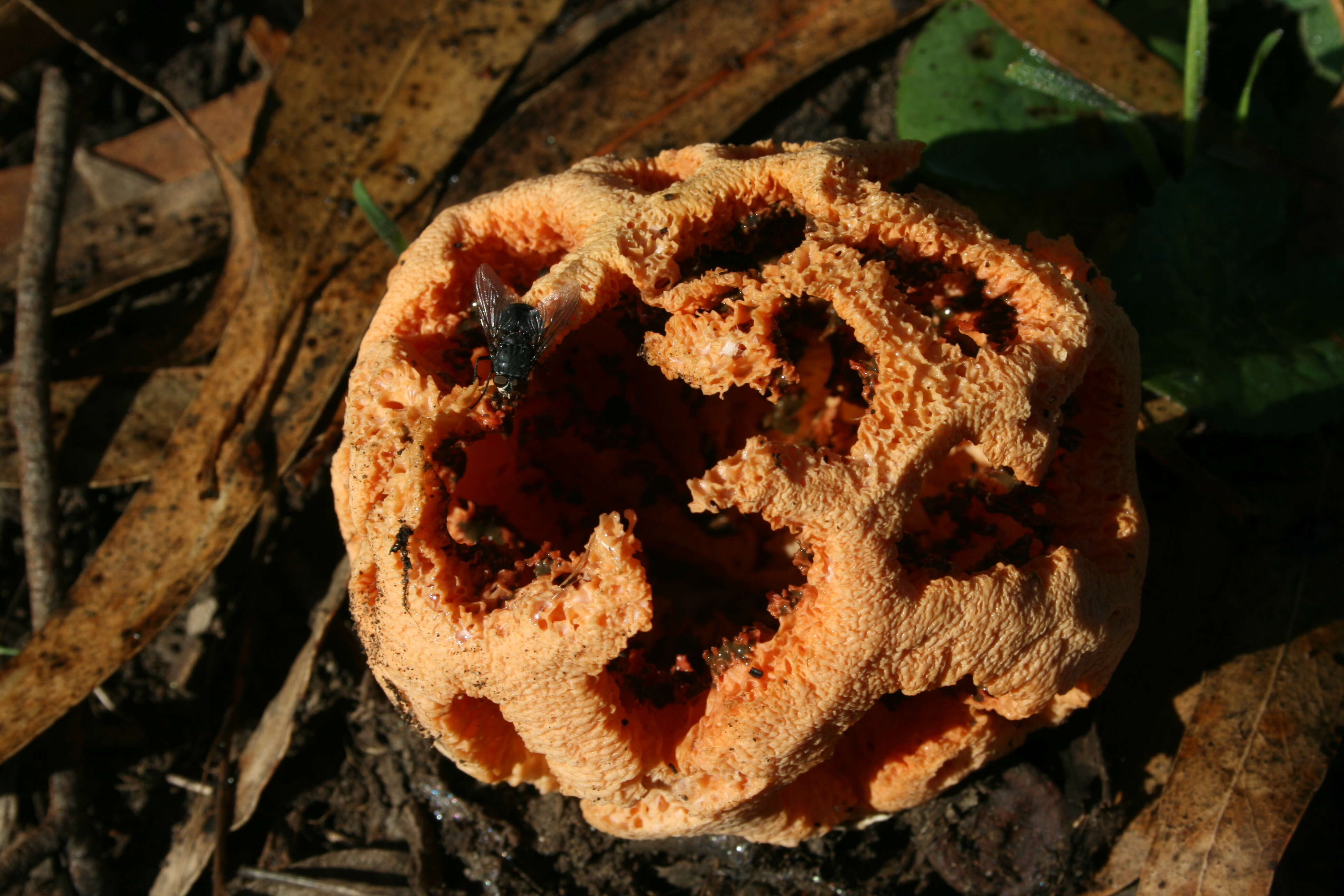 Image of Clathrus ruber P. Micheli ex Pers. 1801