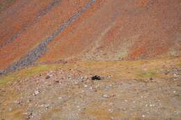 Image of muskox