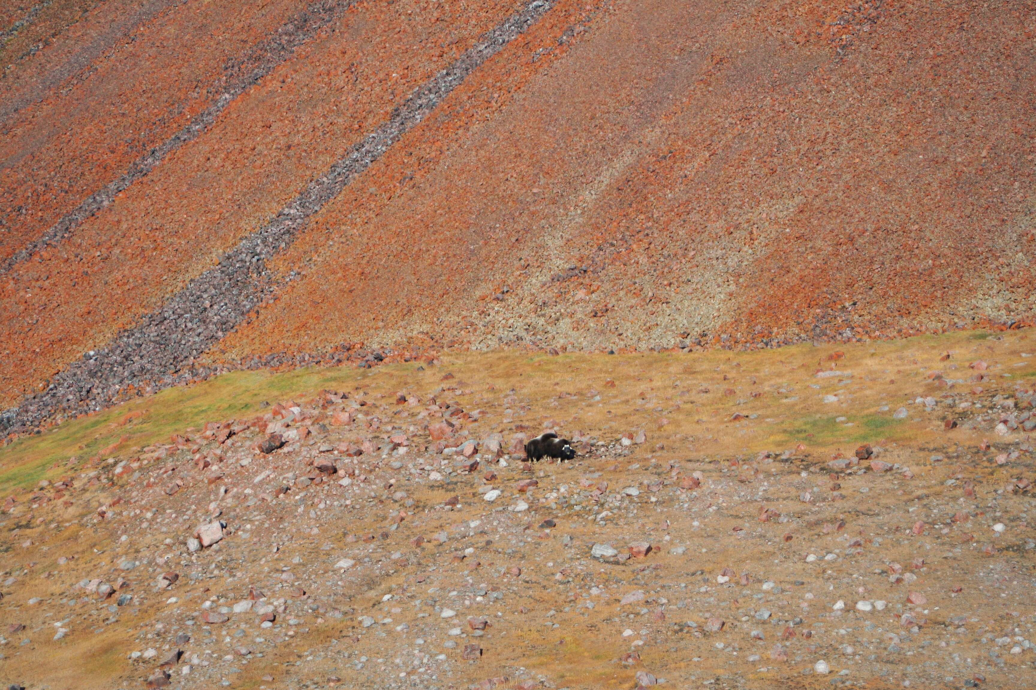 Image of muskox