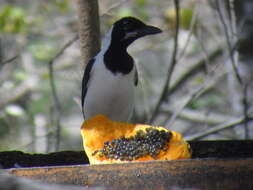 Image of White-tailed Jay