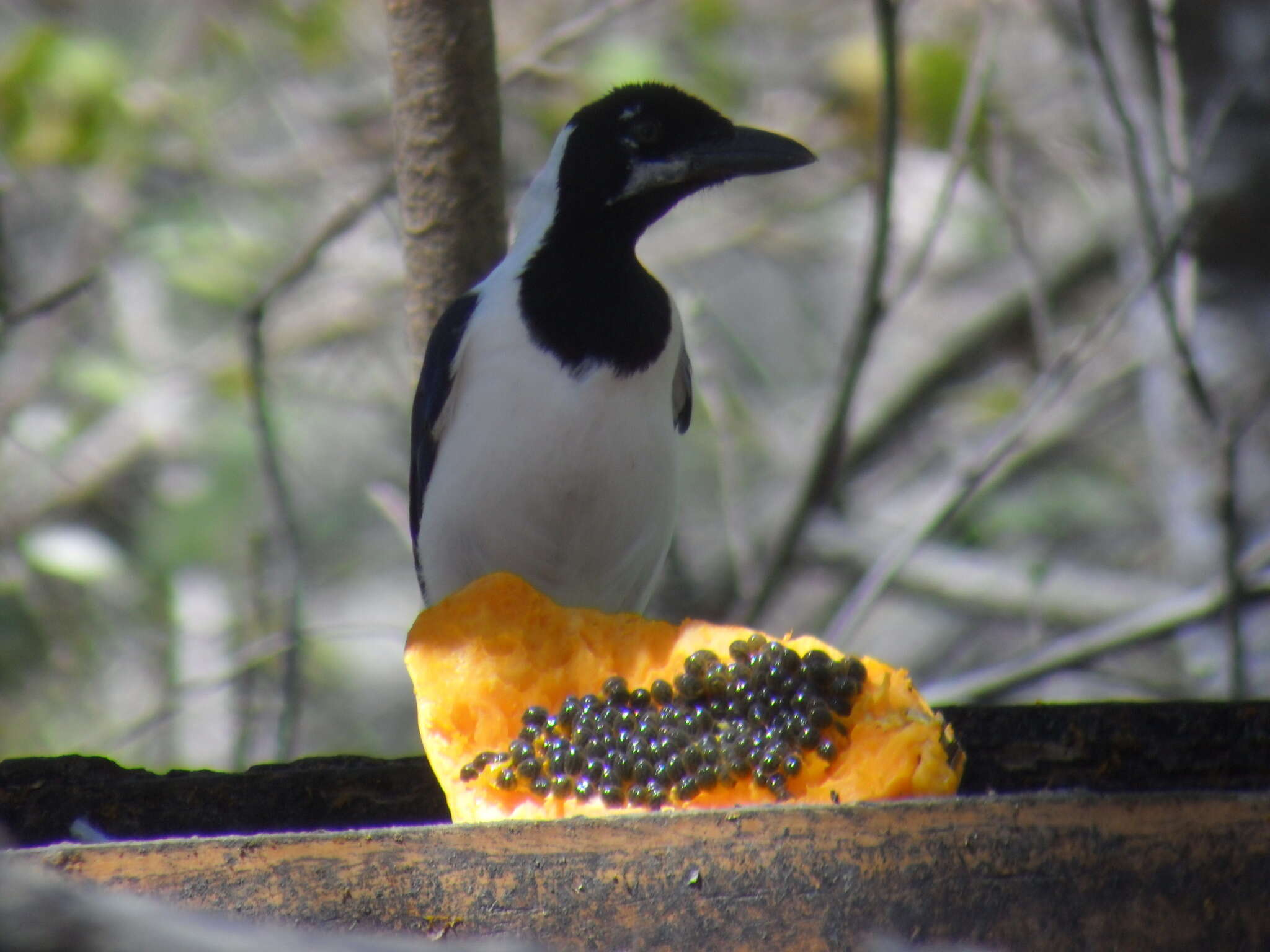 Imagem de Cyanocorax mystacalis (de Sparre 1835)