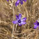 Image of Conanthera trimaculata (D. Don) F. Meigen