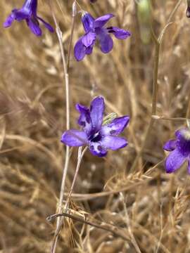 Image of Conanthera trimaculata (D. Don) F. Meigen