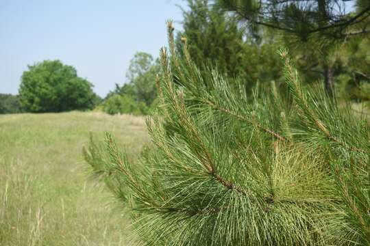 Image of slash pine