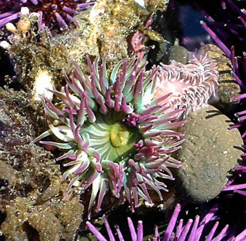 Image of aggregating anemone