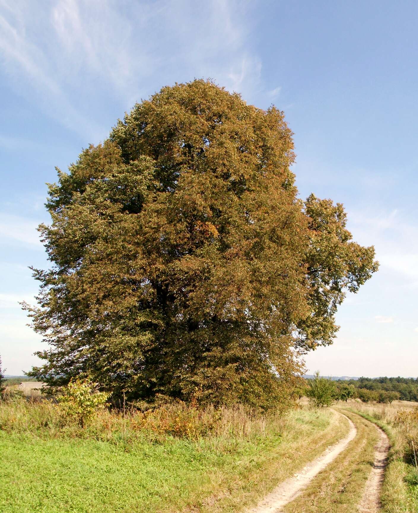 Image of Large-leaved Lime