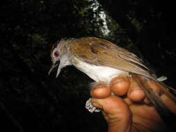 Image of Rufous-crowned Babbler