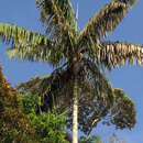 Image of Oenocarpus bacaba Mart.