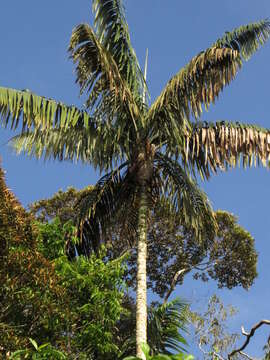 Image of Oenocarpus bacaba Mart.