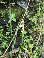 Image of Platanthera devolii (T. P. Lin & T. W. Hu) T. P. Lin & K. Inoue