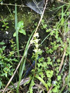 Platanthera devolii (T. P. Lin & T. W. Hu) T. P. Lin & K. Inoue resmi