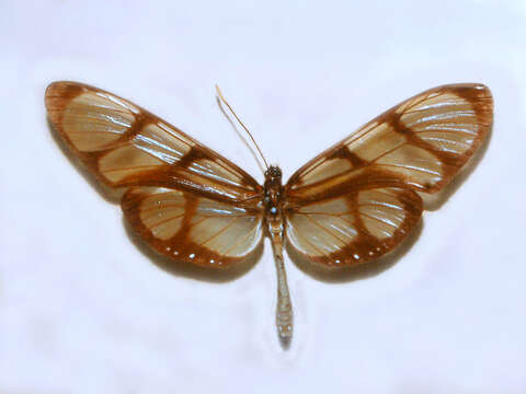 Image of Methona confusa Butler 1873