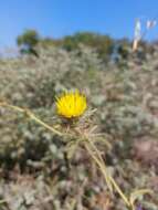 Image of Centaurea procurrens Sieb. ex Spreng.