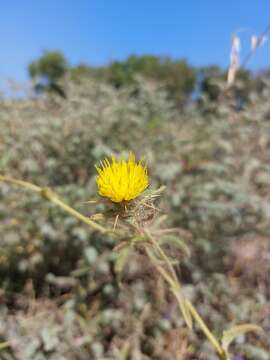 Image of Centaurea procurrens Sieb. ex Spreng.