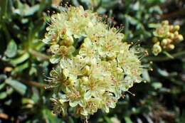 Image of rockjasmine buckwheat