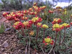 Imagem de Eriogonum caespitosum Nutt.