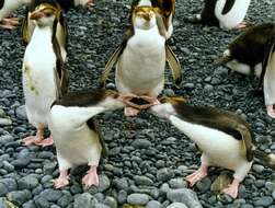 Imagem de Pinguim-real