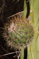 Corryocactus brevistylus (K. Schum. ex Vaupel) Britton & Rose resmi