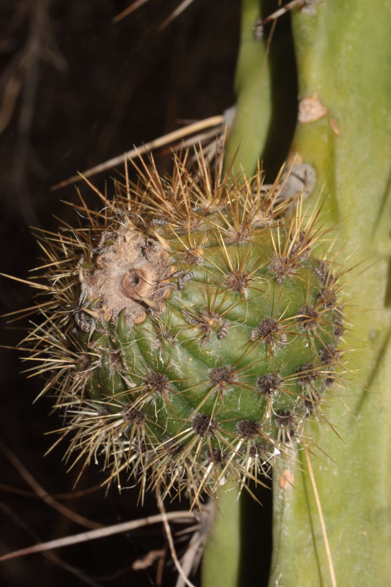 Corryocactus brevistylus (K. Schum. ex Vaupel) Britton & Rose resmi