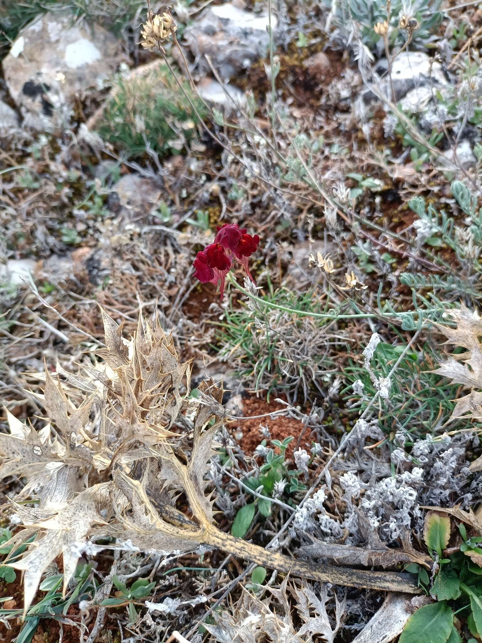 Image of roadside toadflax