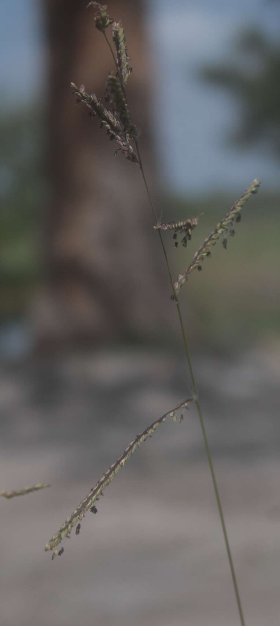 Image of Paspalum crinitum Chase ex Hitchc.