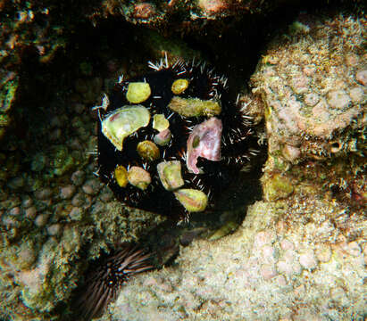 Image of Collector urchin