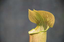 Image of Yellow Trumpets