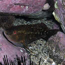 Image of Crimson banded wrasse