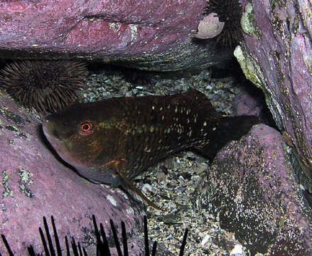 Image of Crimson banded wrasse