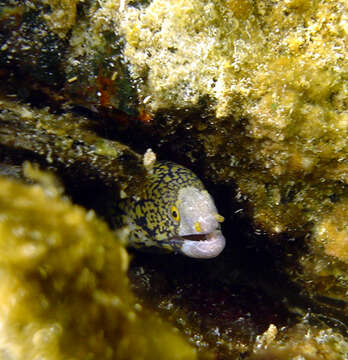 Image of Snowflake moray