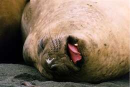 Image of South Atlantic Elephant-seal