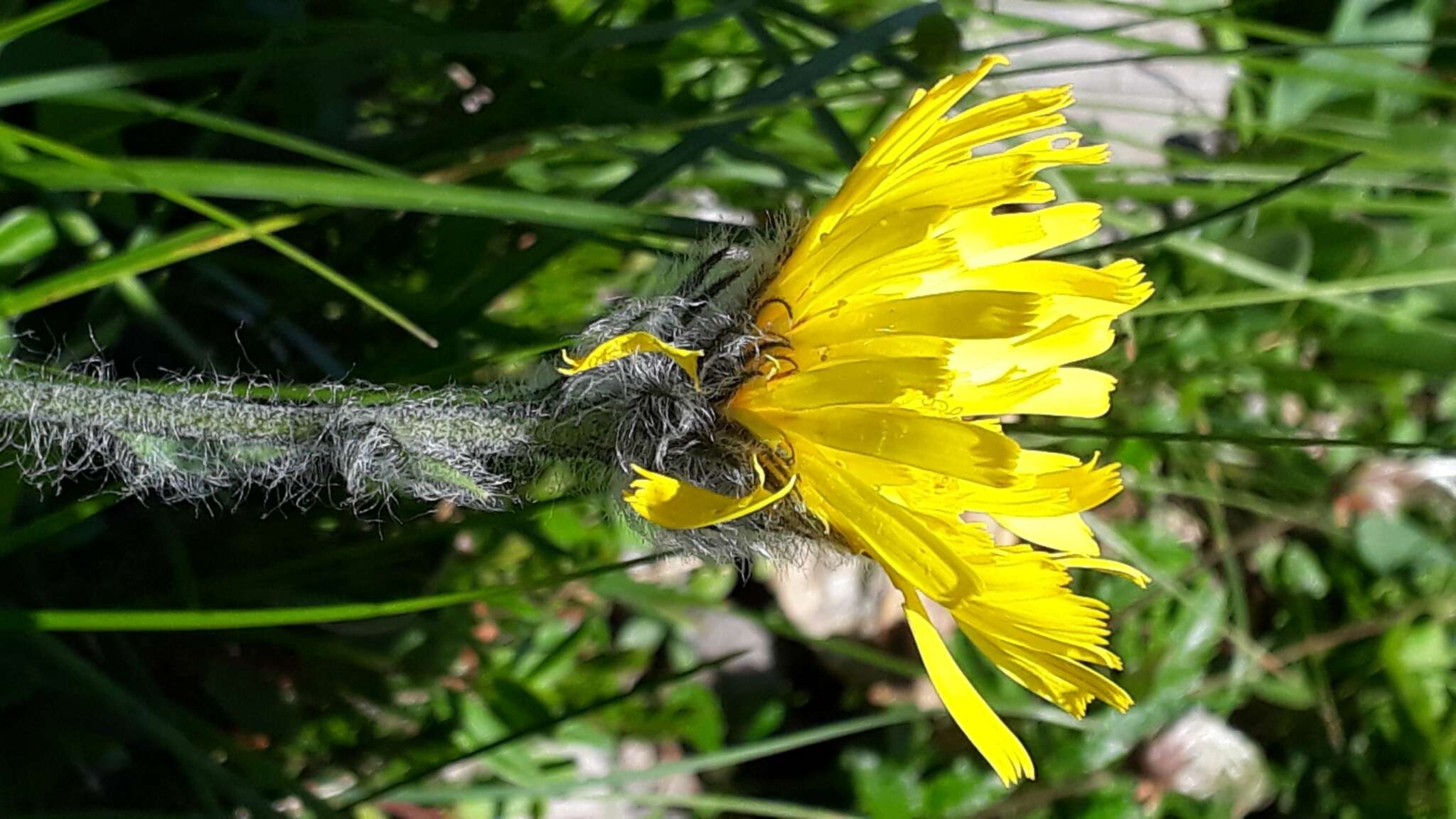 Image of woolly hawkweed