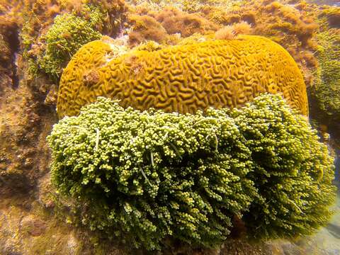 Image of Caulerpa racemosa