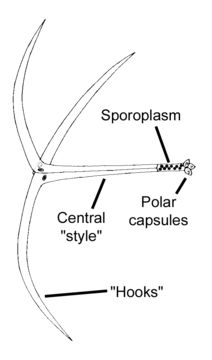 Image of <i>Myxobolus cerebralis</i> Hofer 1903