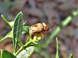 Image of Cryptocephalus mutabilis F. E. Melsheimer 1847