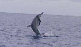 Image of Long-beaked Dolphin