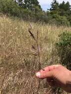 Image of California brome