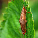 Chaetopteryx villosa (Fabricius 1798) resmi