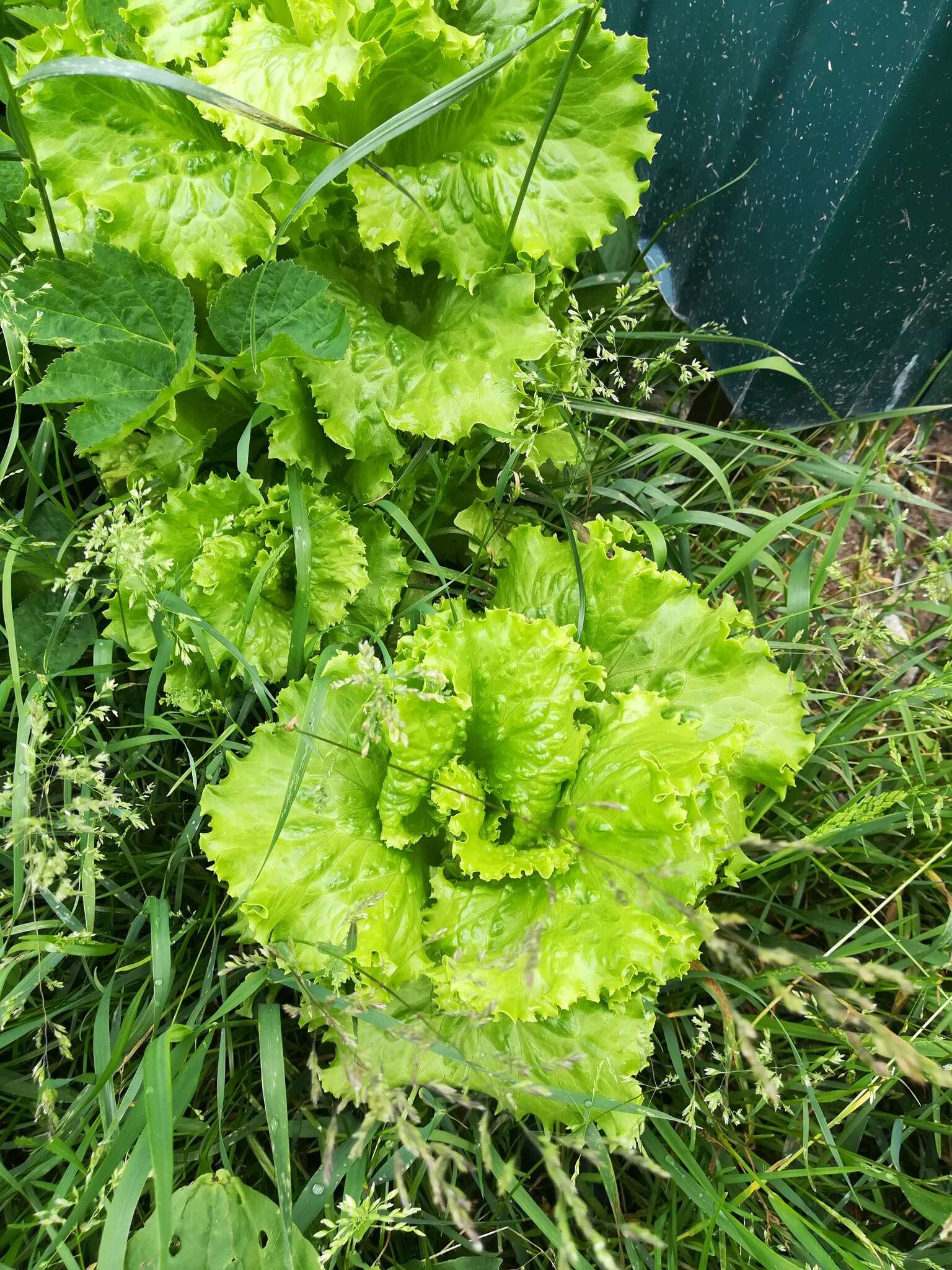 Image of garden lettuce