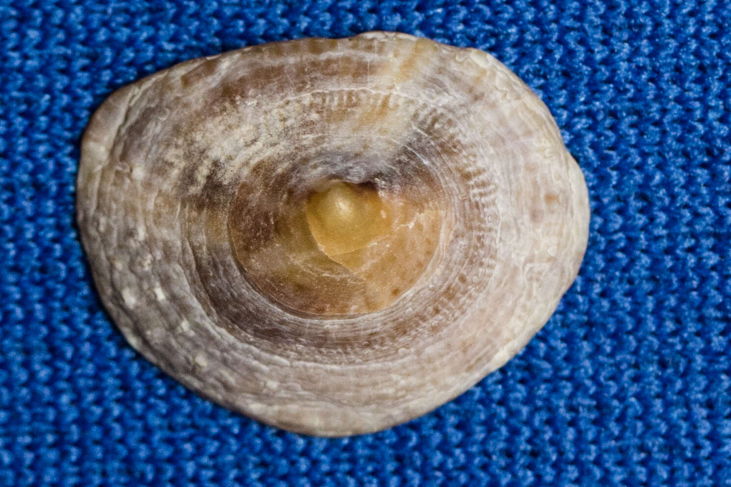 Image of Spiny cup and saucer shell