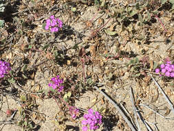 Image of pink sand verbena