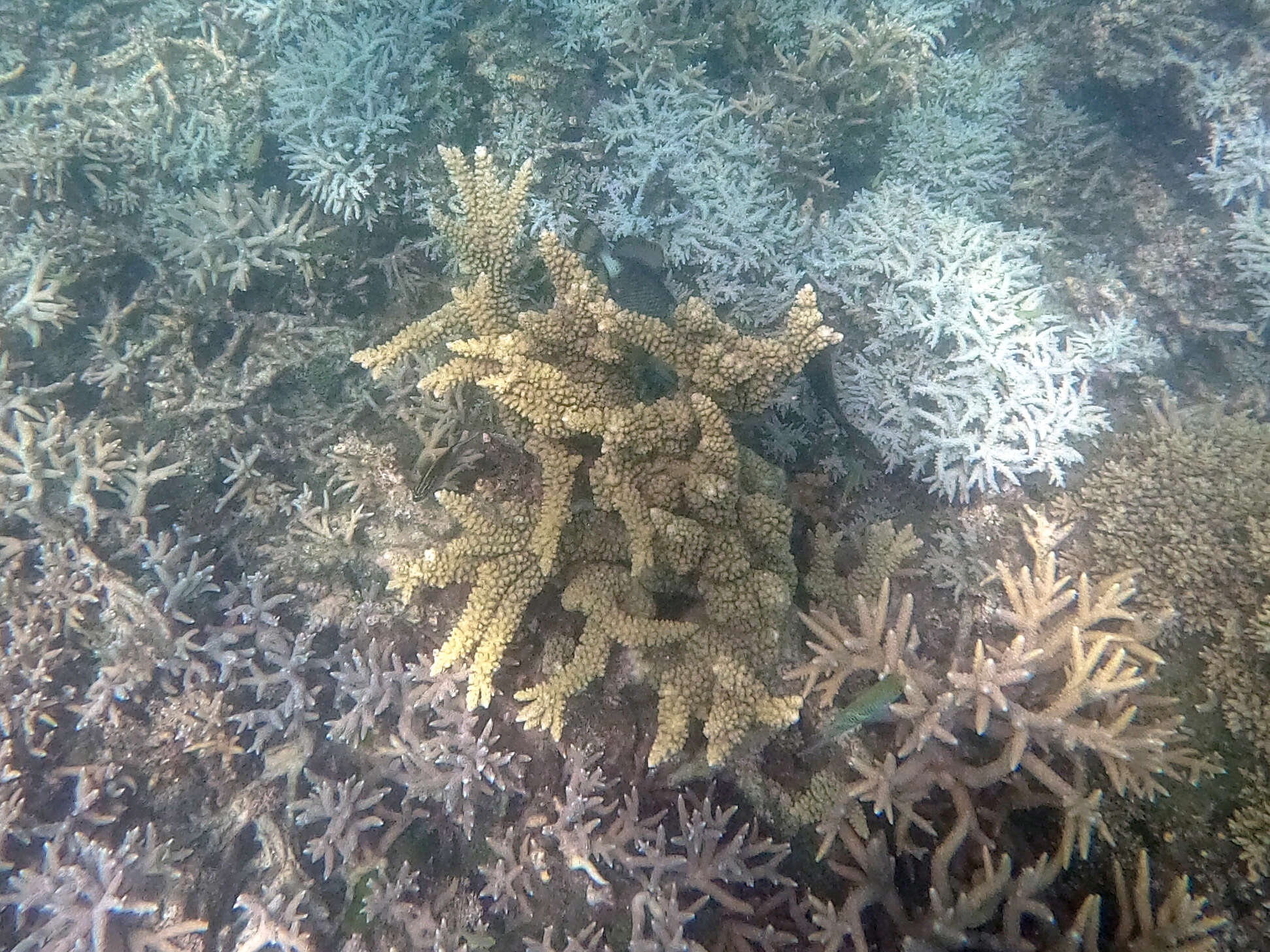 Sivun Acropora florida (Dana 1846) kuva