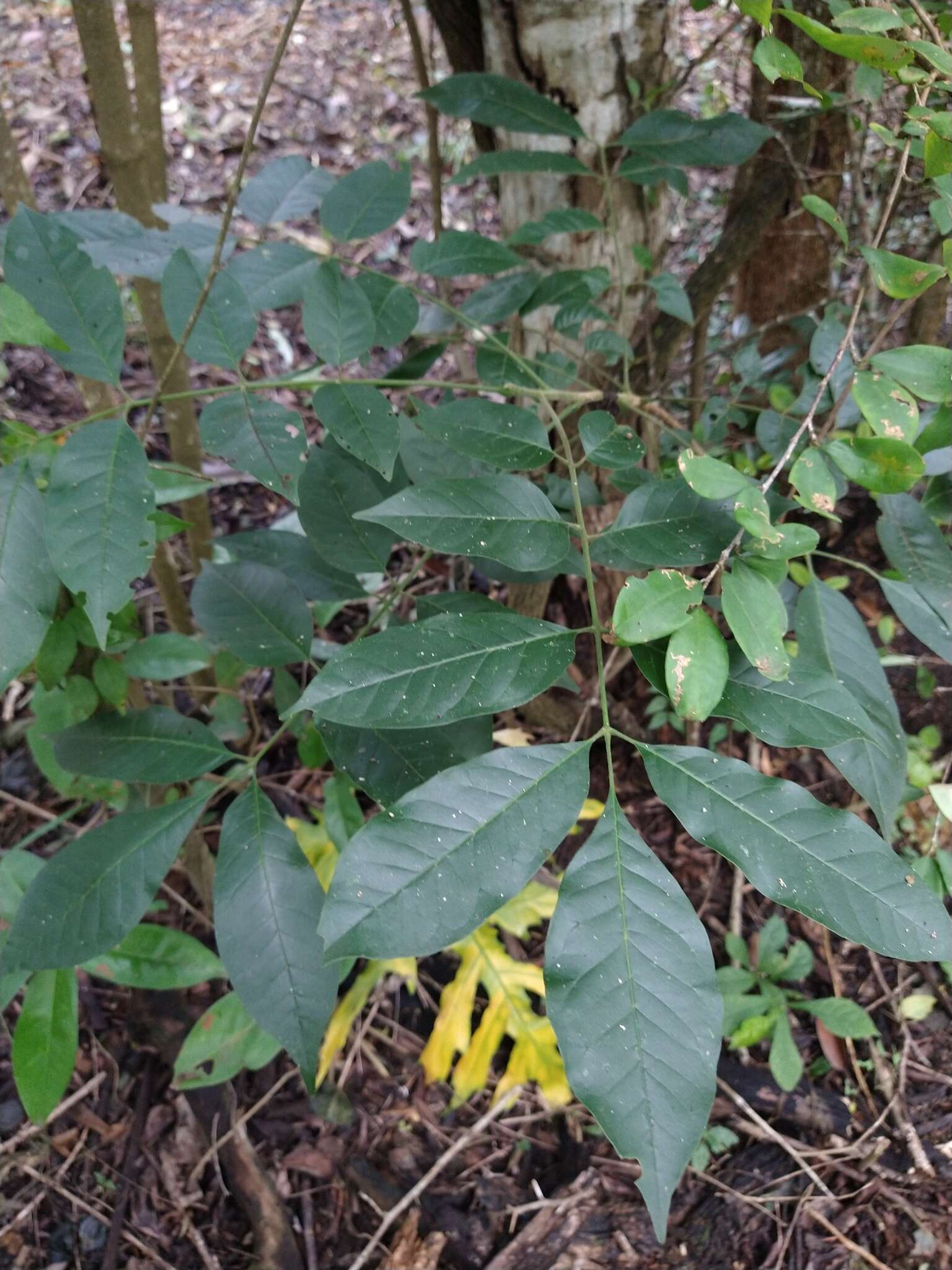 Plancia ëd Trichilia americana (Sessé & Mociño) T. D. Pennington