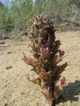 Image of Louisiana broomrape