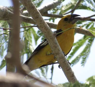 Image of Mexican Yellow Grosbeak