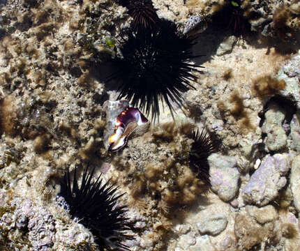 Image of Burrowing urchin